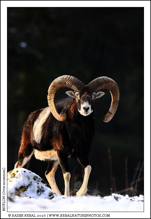 Muflon | Mouflon | Mufflon | Ovis musimon