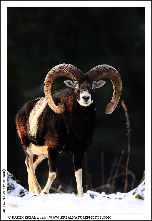 Muflon | Mouflon | Mufflon | Ovis musimon