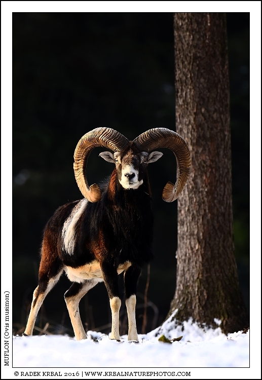 Muflon | Mouflon | Mufflon | Ovis musimon