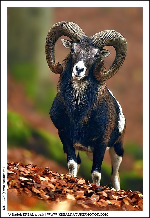 Muflon | Mouflon | Mufflon | Ovis musimon