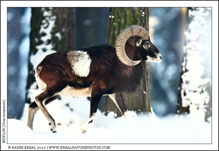 Muflon | Mouflon | Mufflon | Ovis musimon