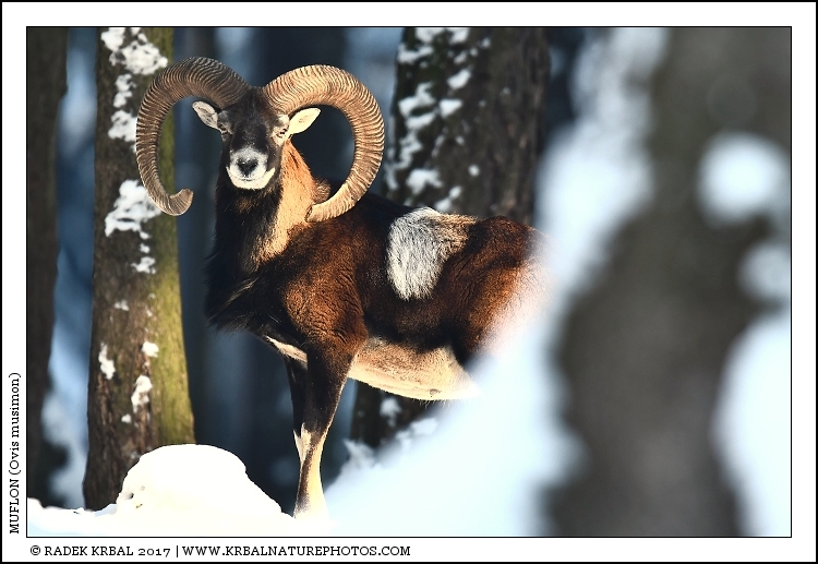 Muflon | Mouflon | Mufflon | Ovis musimon