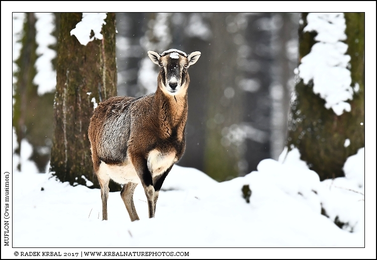 Muflon | Mouflon | Mufflon | Ovis musimon