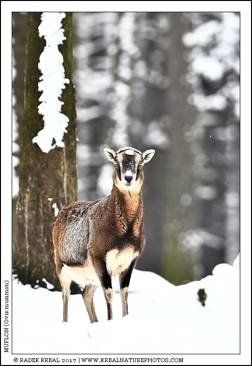 Muflon | Mouflon | Mufflon | Ovis musimon