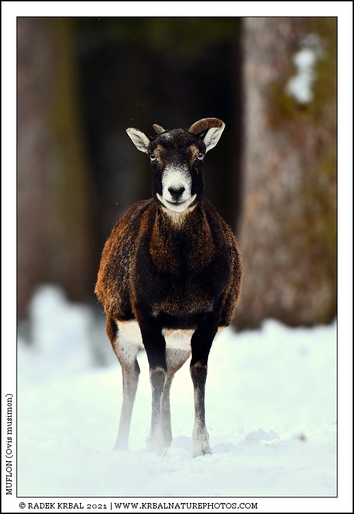 Muflon | Mouflon | Mufflon | Ovis musimon