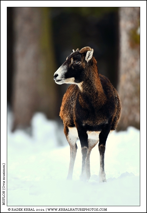 Muflon | Mouflon | Mufflon | Ovis musimon