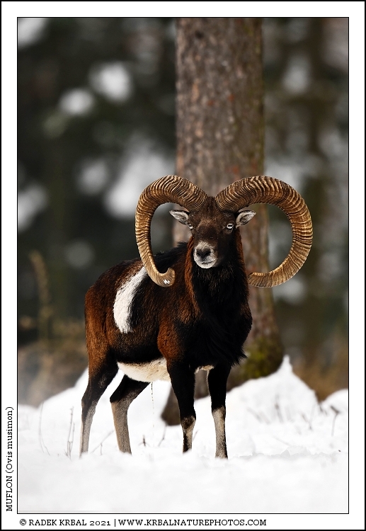 Muflon | Mouflon | Mufflon | Ovis musimon