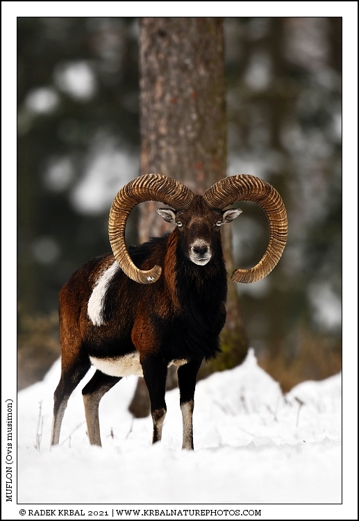 Muflon | Mouflon | Mufflon | Ovis musimon