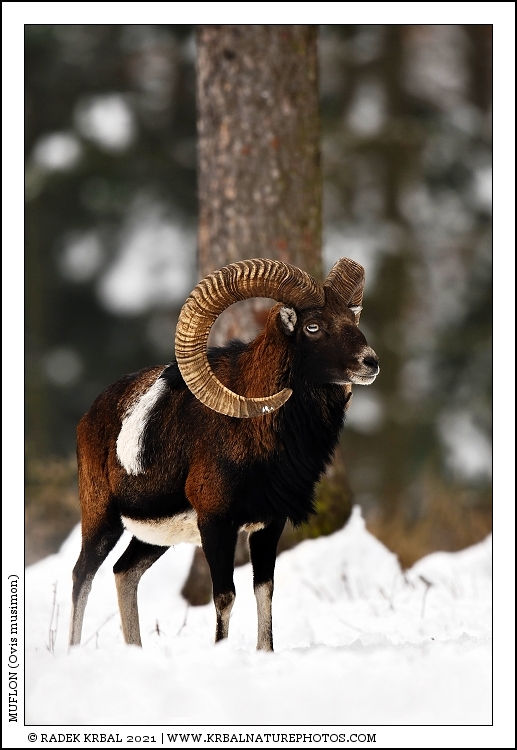 Muflon | Mouflon | Mufflon | Ovis musimon
