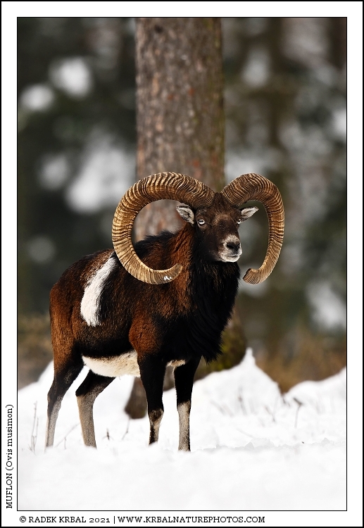 Muflon | Mouflon | Mufflon | Ovis musimon