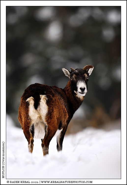 Muflon | Mouflon | Mufflon | Ovis musimon