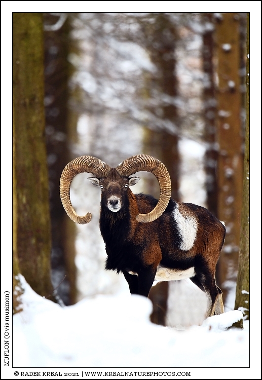 Muflon | Mouflon | Mufflon | Ovis musimon