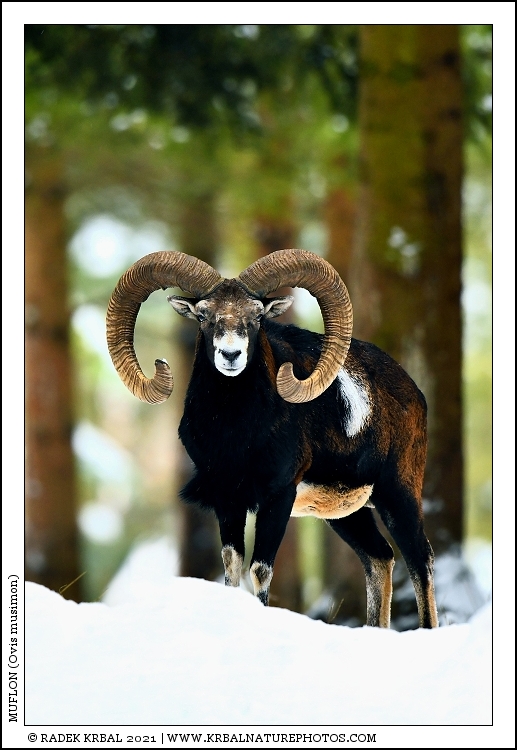 Muflon | Mouflon | Mufflon | Ovis musimon