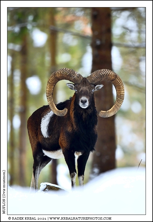 Muflon | Mouflon | Mufflon | Ovis musimon