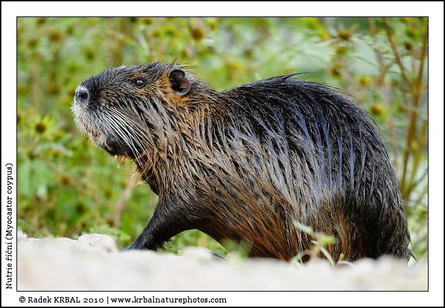 Nutrie ���n� | Coypu | Biberratte | Myocastor coypus