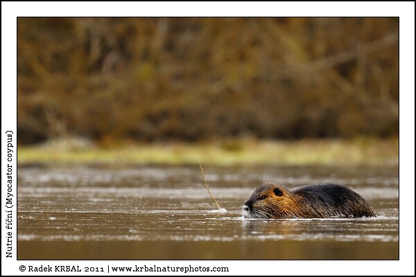 Nutrie ���n� | Coypu | Biberratte | Myocastor coypus