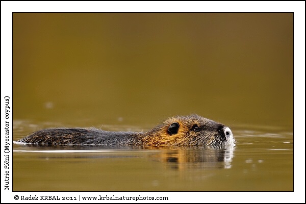 Nutrie ���n� | Coypu | Biberratte | Myocastor coypus