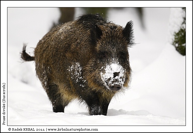 Prase divok� | Wild Boar | Wildschwein | Sus scrofa