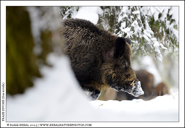 Prase divok� | Wild Boar | Wildschwein | Sus scrofa