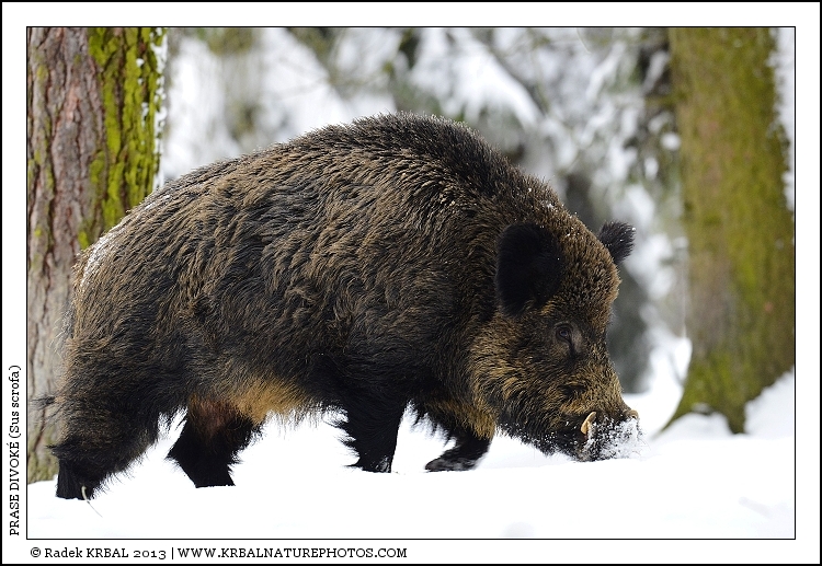 Prase divok� | Wild Boar | Wildschwein | Sus scrofa