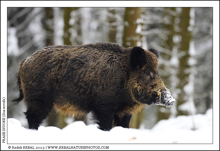Prase divok� | Wild Boar | Wildschwein | Sus scrofa