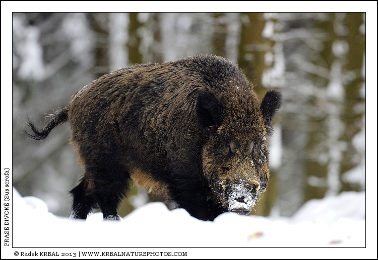Prase divok� | Wild Boar | Wildschwein | Sus scrofa