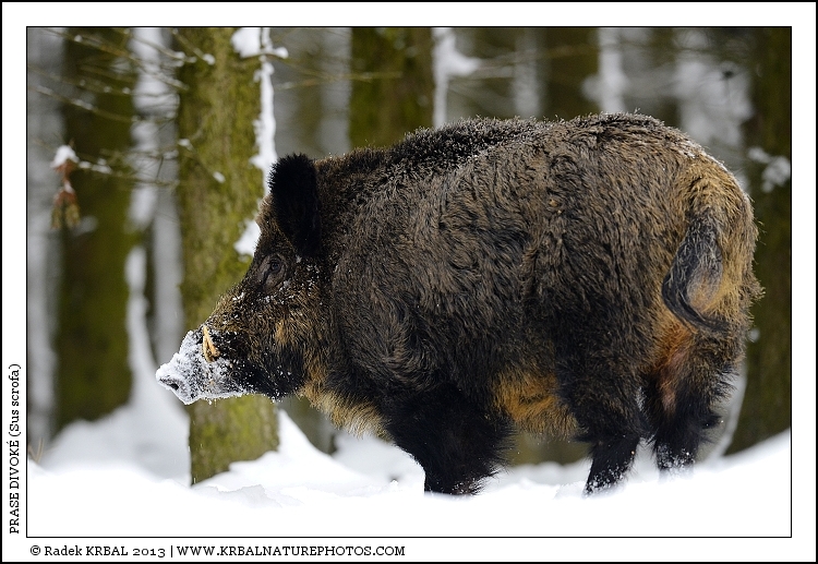 Prase divok� | Wild Boar | Wildschwein | Sus scrofa