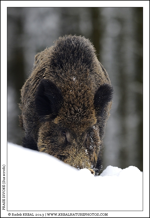 Prase divok� | Wild Boar | Wildschwein | Sus scrofa