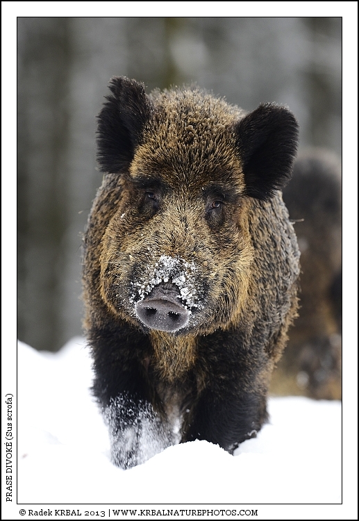 Prase divok� | Wild Boar | Wildschwein | Sus scrofa