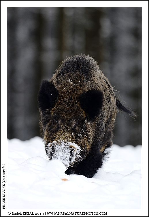 Prase divok� | Wild Boar | Wildschwein | Sus scrofa