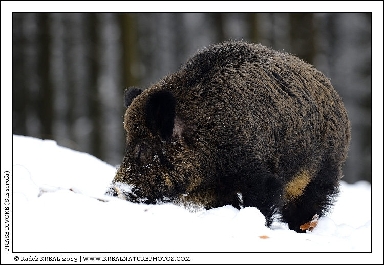 Prase divok� | Wild Boar | Wildschwein | Sus scrofa