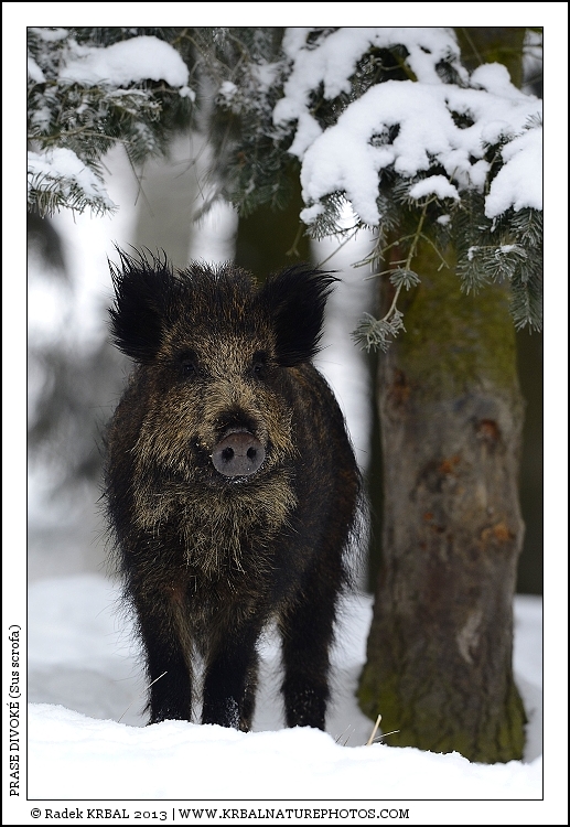Prase divok� | Wild Boar | Wildschwein | Sus scrofa