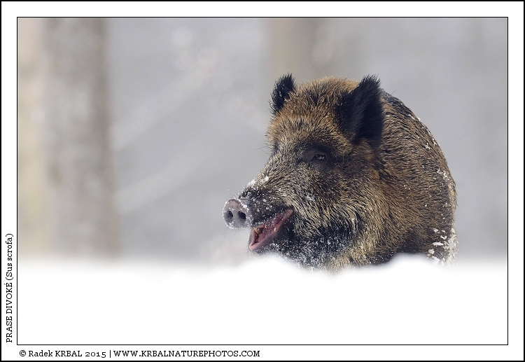Prase divok� | Wild Boar | Wildschwein | Sus scrofa