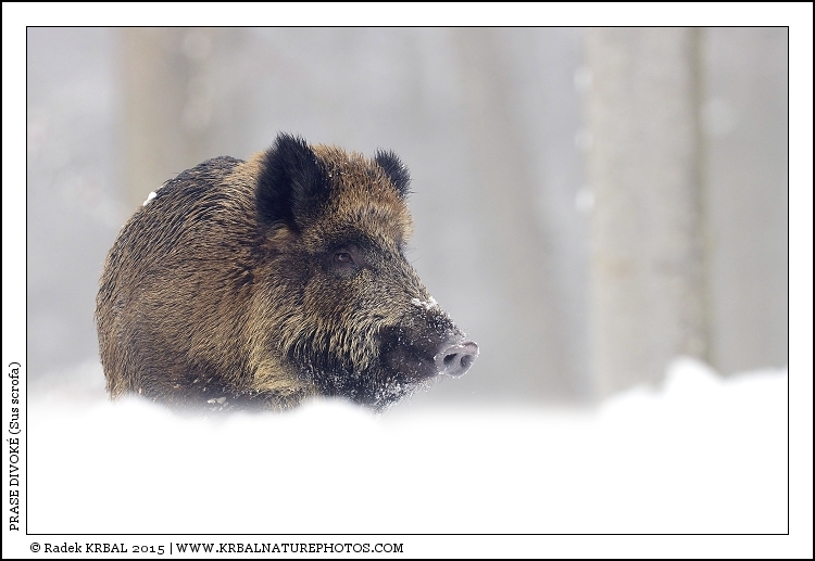 Prase divok� | Wild Boar | Wildschwein | Sus scrofa