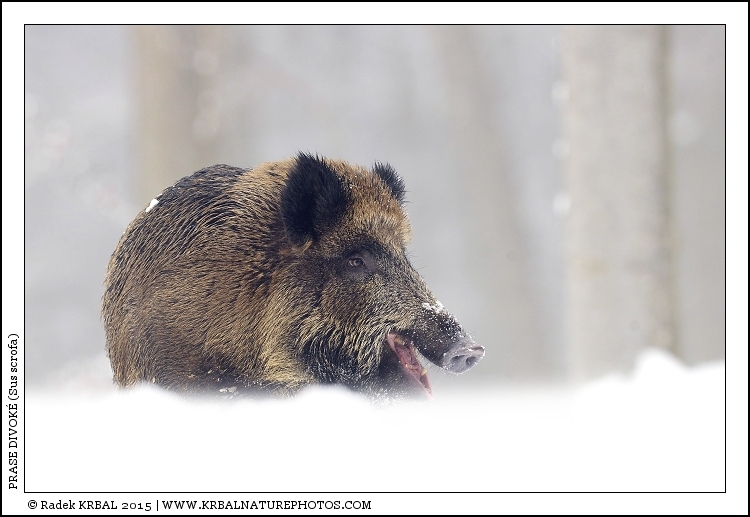 Prase divok� | Wild Boar | Wildschwein | Sus scrofa