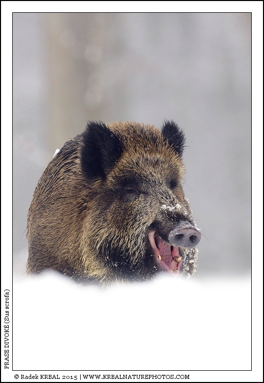Prase divok� | Wild Boar | Wildschwein | Sus scrofa