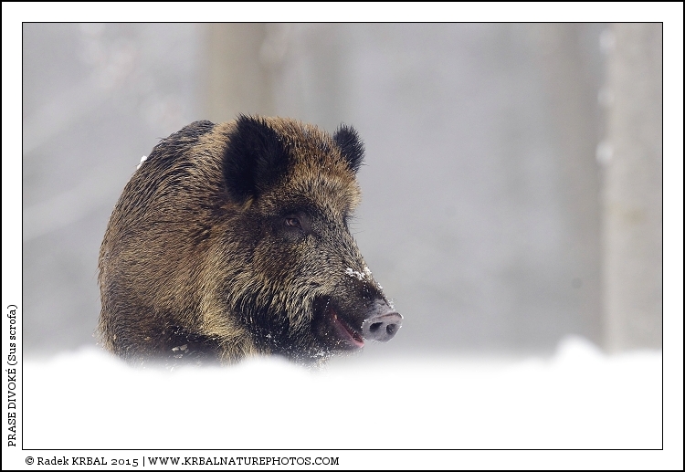 Prase divok� | Wild Boar | Wildschwein | Sus scrofa