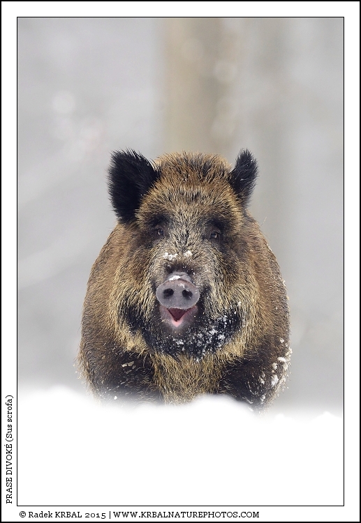 Prase divok� | Wild Boar | Wildschwein | Sus scrofa