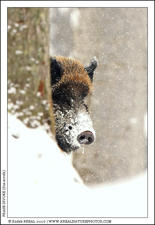 Prase divok� | Wild Boar | Wildschwein | Sus scrofa