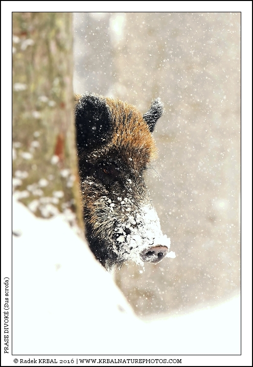 Prase divok� | Wild Boar | Wildschwein | Sus scrofa