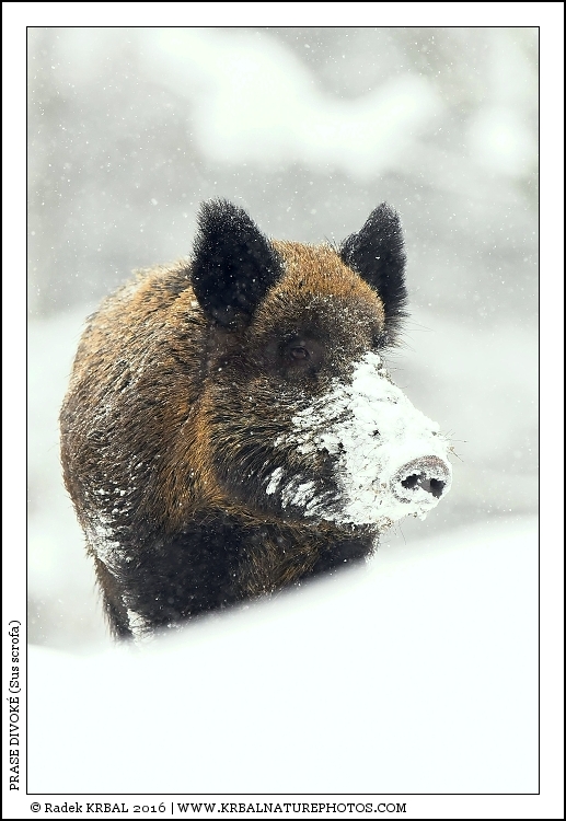 Prase divok� | Wild Boar | Wildschwein | Sus scrofa