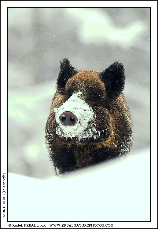Prase divok� | Wild Boar | Wildschwein | Sus scrofa