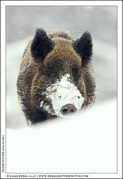 Prase divok� | Wild Boar | Wildschwein | Sus scrofa