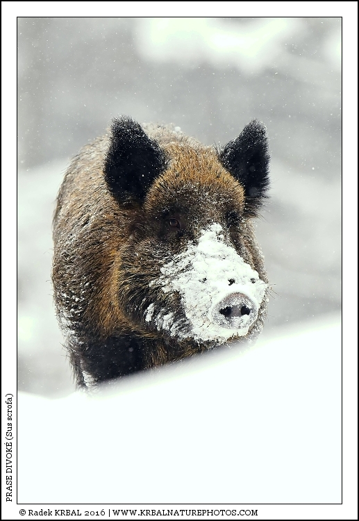 Prase divok� | Wild Boar | Wildschwein | Sus scrofa