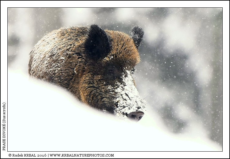 Prase divok� | Wild Boar | Wildschwein | Sus scrofa