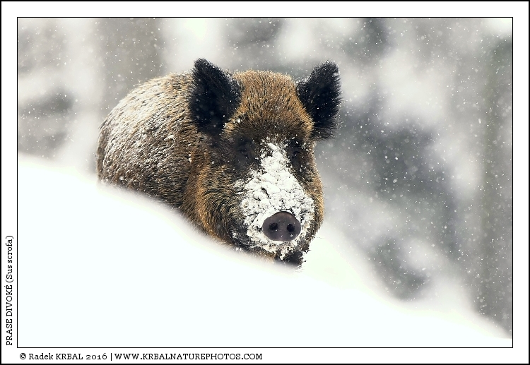 Prase divok� | Wild Boar | Wildschwein | Sus scrofa