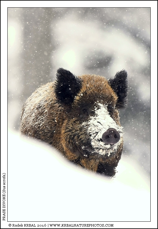 Prase divok� | Wild Boar | Wildschwein | Sus scrofa