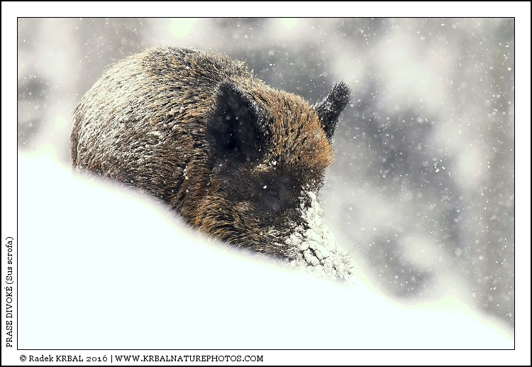 Prase divok� | Wild Boar | Wildschwein | Sus scrofa