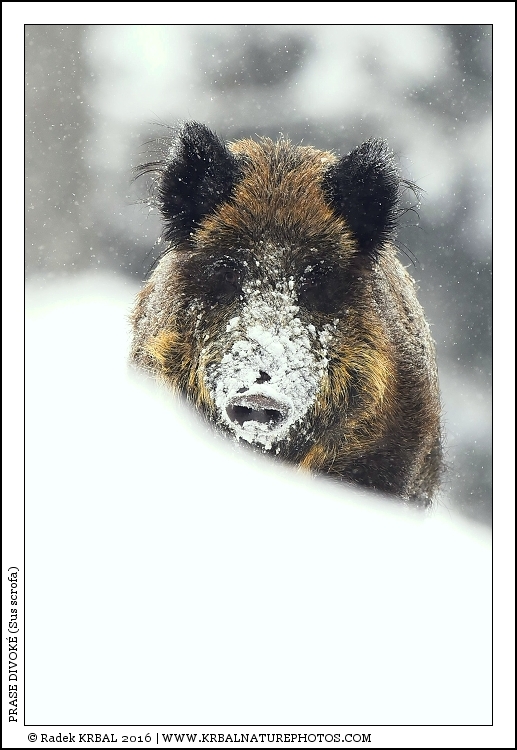 Prase divok� | Wild Boar | Wildschwein | Sus scrofa