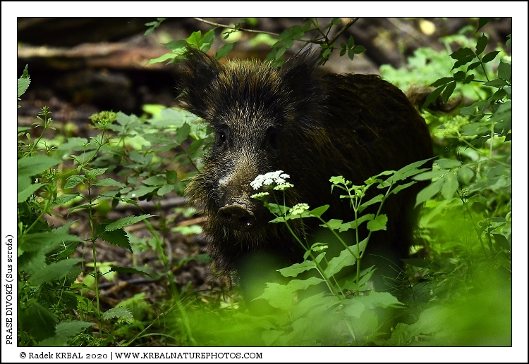 Prase divok� | Wild Boar | Wildschwein | Sus scrofa